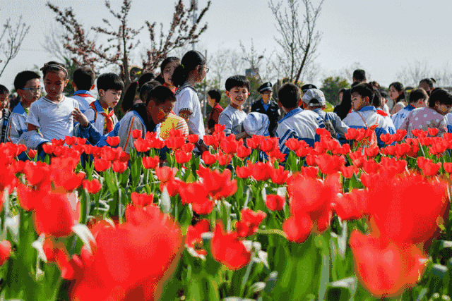 a week of warm weather  has caused all the flowers in the old