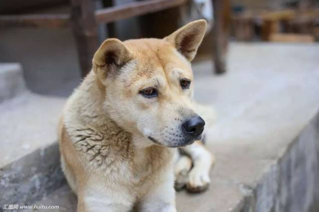 寻找中国丢失的中华田园犬