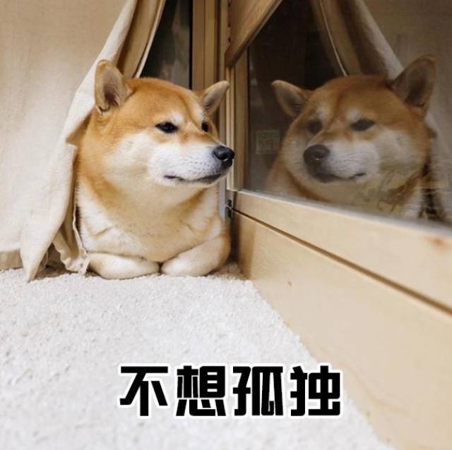 来自一只柴犬狗的自我吐槽表达方式