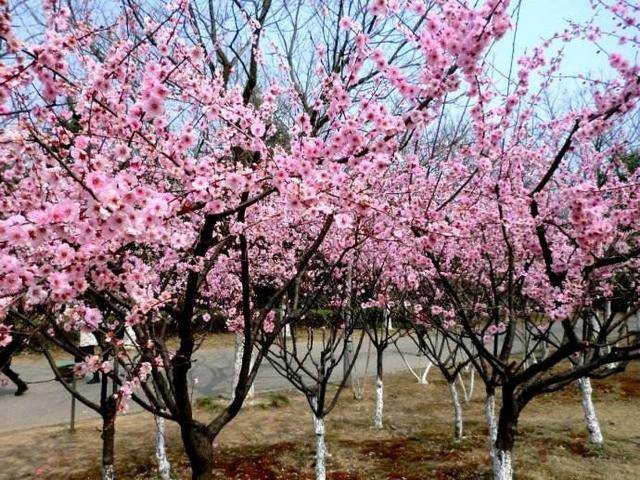 北外环路青山后张家,府东路北段路西 花期:4月 赏花地点:青山公园东门