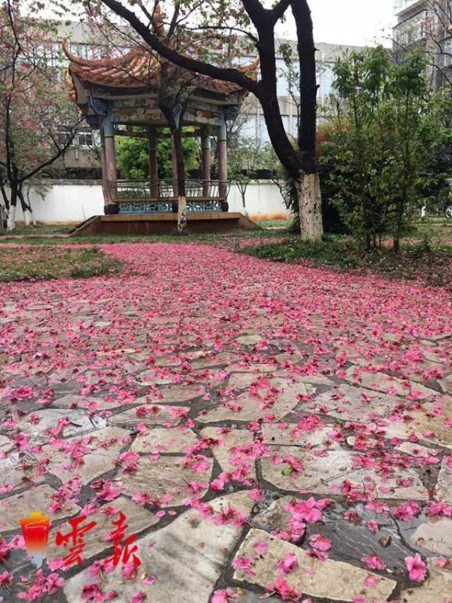 短暂的疾风骤雨之后,一场"昆明粉"席卷而来,雨后落花,只一字"美!