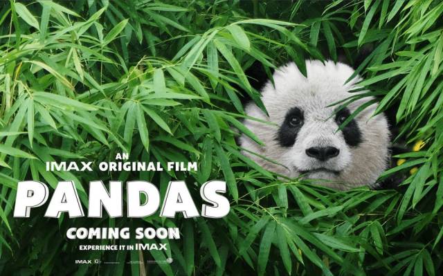 imax摄像机拍摄的原创熊猫纪录片!在北美的同学们有福了.