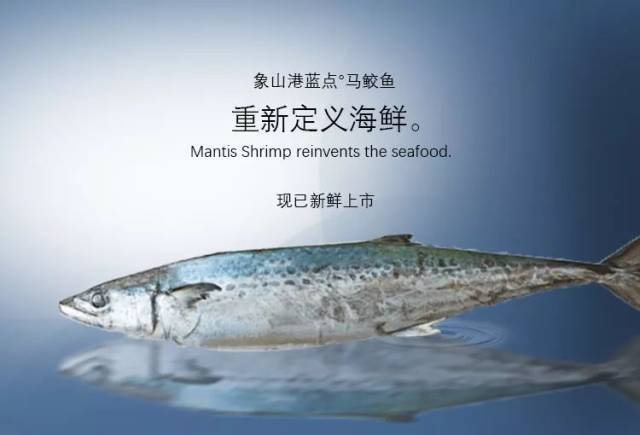 清明时令的象山港蓝点马鲛鱼又上市啦!你尝鲜