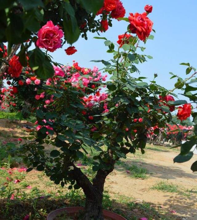 月季树的嫁接方法及管理分享(图3) 月季树的嫁接方法及管理分享(图3)