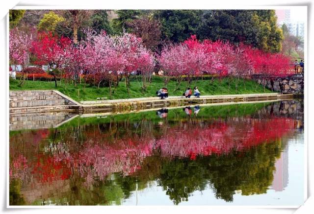 第七届桃花节我在三峡大学等你