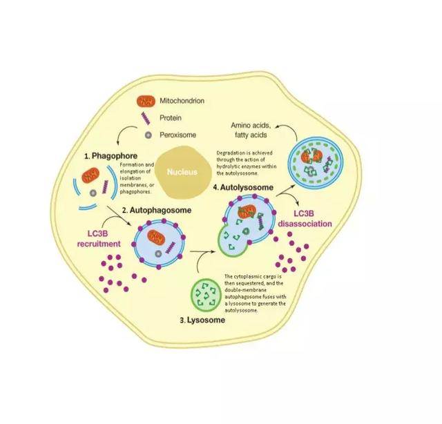 ②病毒产物及细菌胞核成分,如非甲基化寡核苷酸cpgdna,单链rna,双链