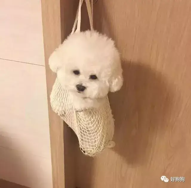 这只比熊有个独门绝技——在墙上拉屎!