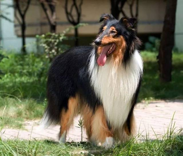 7,柯利牧羊犬