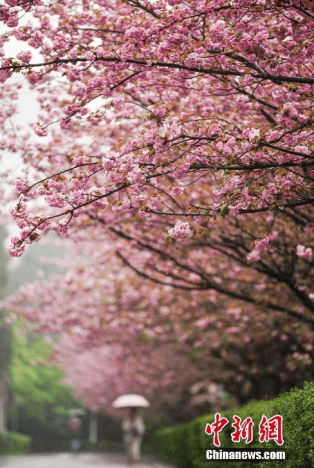 3月28日,贵州民族大学校园内,春雨中盛开的樱花.