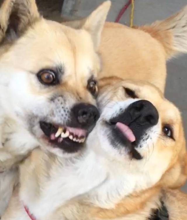 主人说家里柴犬打架很凶,众人不解,直到看到狗狗的样子瞬间懂了