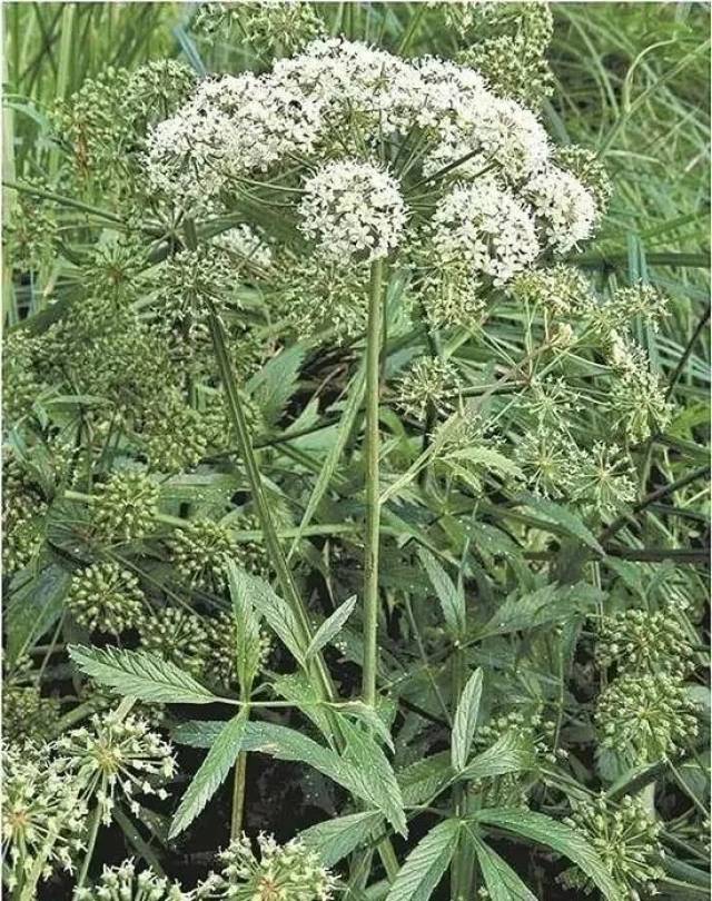 毒芹(又名野芹菜)