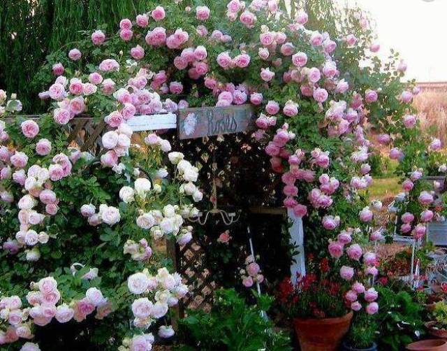 月季树的嫁接方法及管理分享(图2) 月季树的嫁接方法及管理分享(图2)