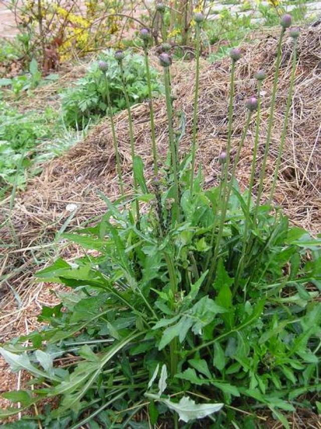 农村的这些野菜,吃过五种你就是资格农村人