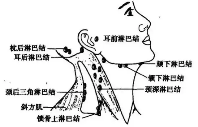 这里长痘痘,你的淋巴需要排毒了!