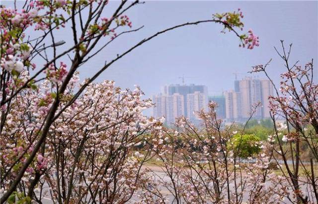 面对这如火如荼的樱花,怎能不来拍一组美美的写真? 仁寿·曲江樱花