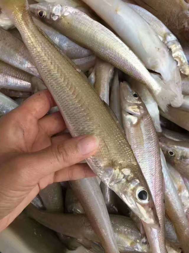 香炸沙尖鱼的做法东山岛海鲜,海钓野生沙尖鱼的营养价值