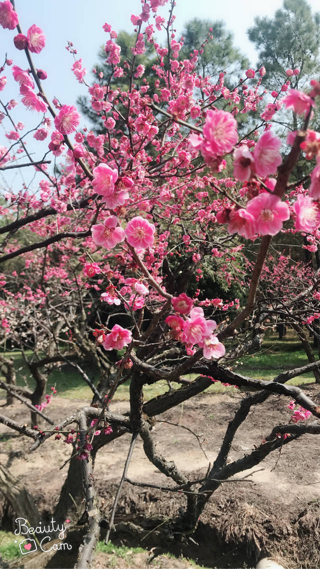 3月的上海,梅花节和樱花展,鲜花图