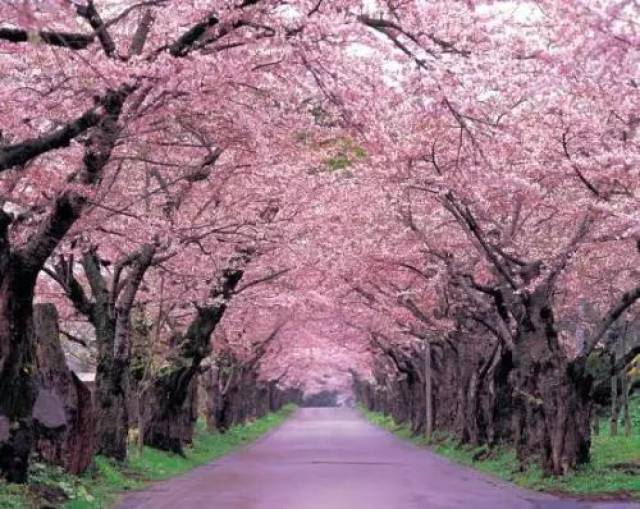 狼牙山百花园2018花期时间介绍_陌上花开盼君归