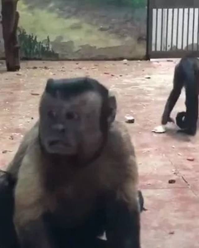 哈哈哈这到底是不是特效?动物园猴子长了张人脸,自带表情包