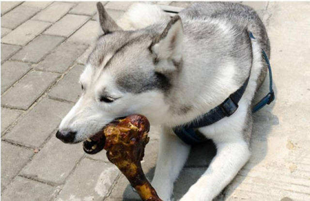 【养狗心得分享】成犬哈士奇挑食怎么办,哈士奇大狗挑食了