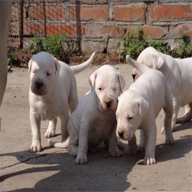 选购3个月的杜高犬幼崽需要多少钱