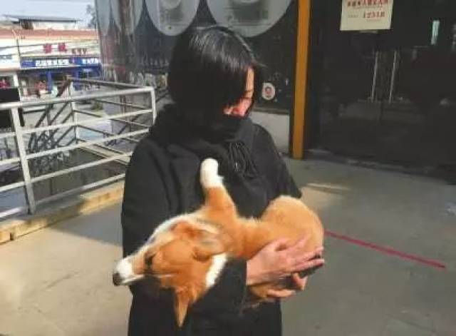 柯基摔死后续竟然是这样？！猜得到开头猜不到