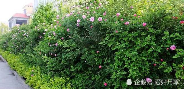 花开满墙的月季花墙有惊艳到你吗?(图6) 花开满墙的月季花墙有惊艳到你吗?(图6)