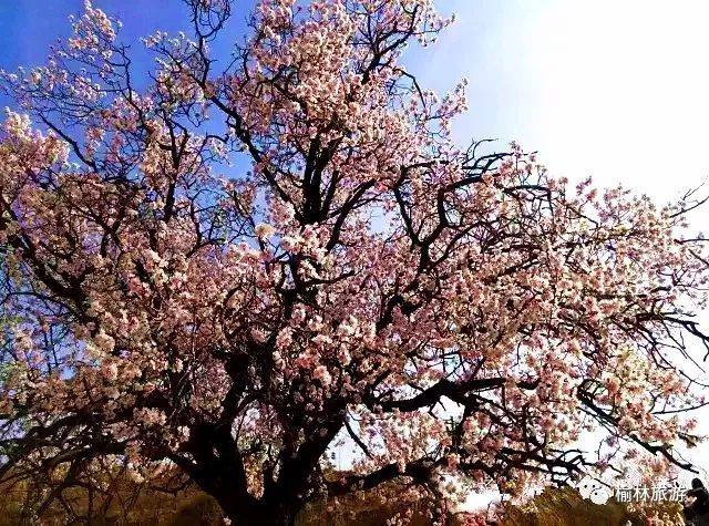 榆林市户外运动协会 远望去,杏花林成了一片花的海洋,寻着这片片白色