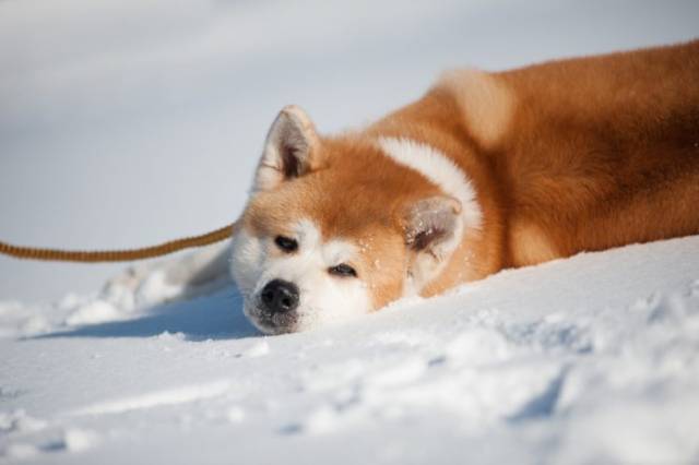 日本犬之一:秋田犬在1931年至1937年这期间,六大犬陆续被日本文部省