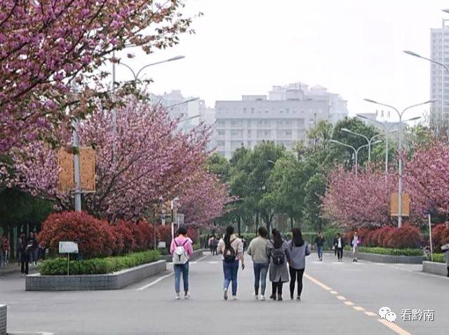 这条美丽的樱花大道就在黔南民族师院