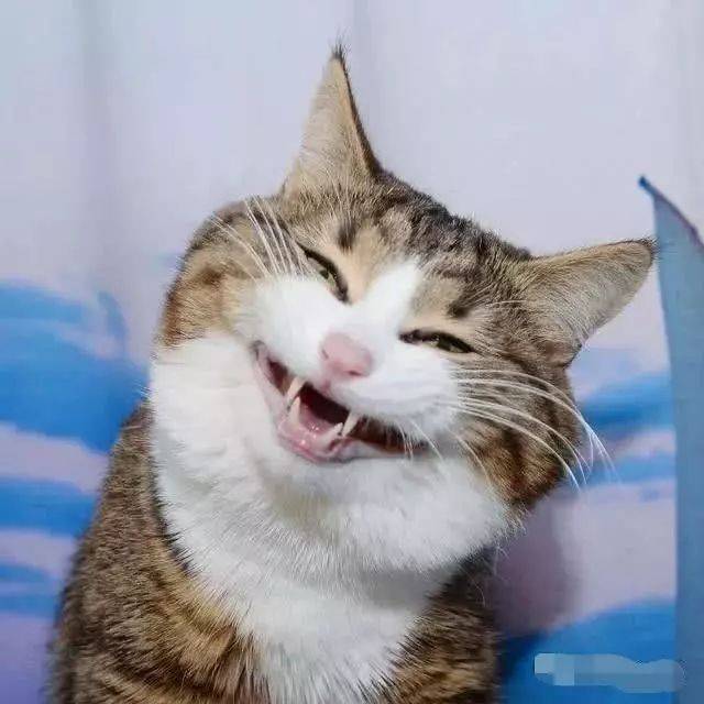 一只猫的表情到底有多丰富?怕不是个戏精吧!