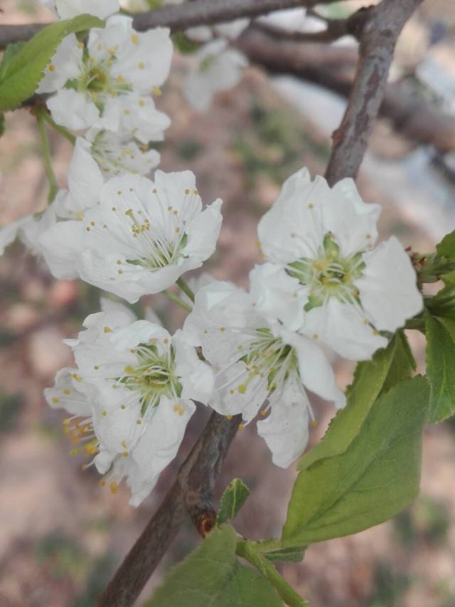 李花不减梅花白,闲与梅花争几回.