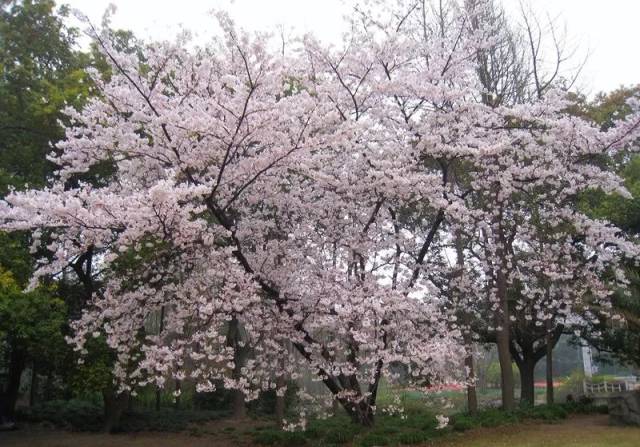 鲁迅公园樱花展将延续至4月8日,近来这里赏花的人是络绎不绝.