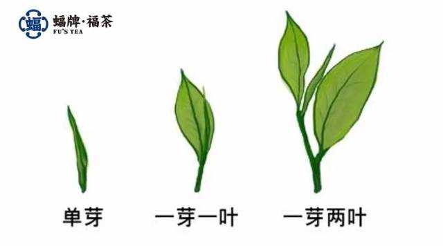 那么,单芽和一芽一叶可以作为我们选择茶叶的标准吗?