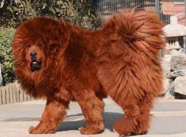 藏獒的排名_中国藏獒十大獒王排名(3)