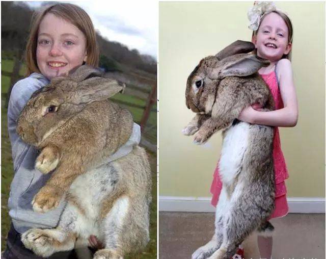 世界最大的兔子:巨型花明兔