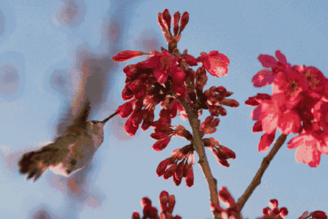 济南五彩山村邀您来赏花!