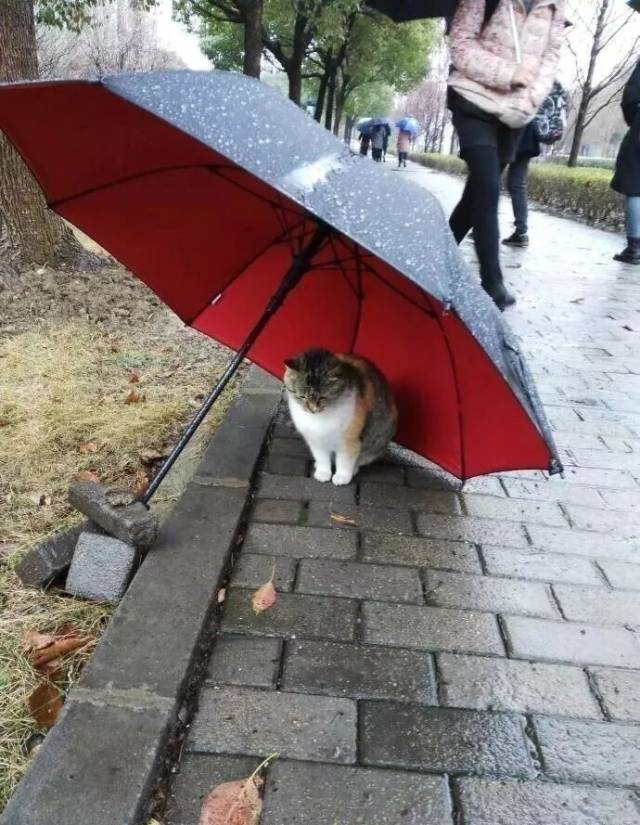 雨天给猫咪撑伞的女孩,忽入二次元,萌萌哒