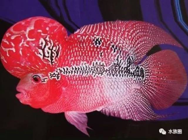 鸿运当头罗汉