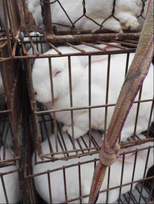 被卖的小兔子,等待它的是前面的屠宰场