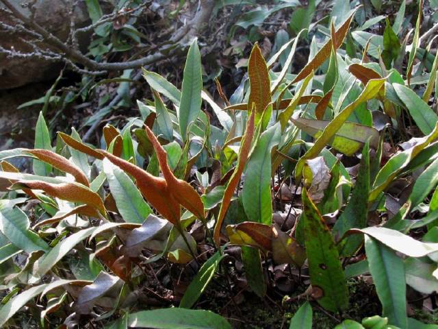 农村一种奇特野草,专门长在石头上,却是润肺治哮喘的良药