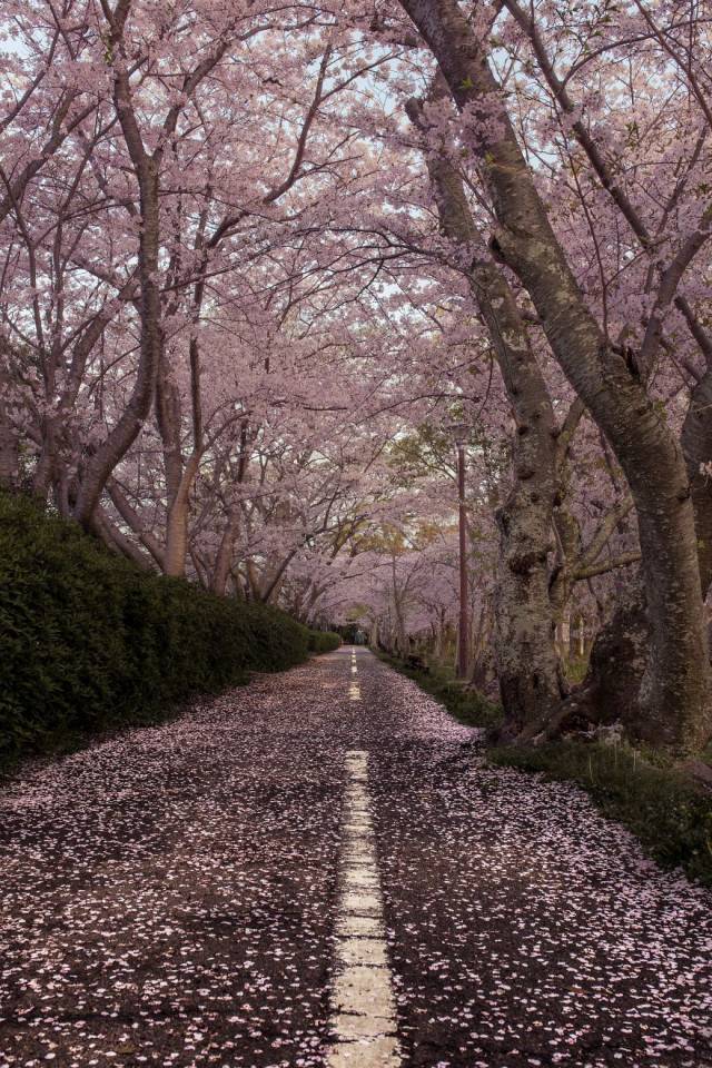 日本东京樱花盛开带你足不出户赏樱花