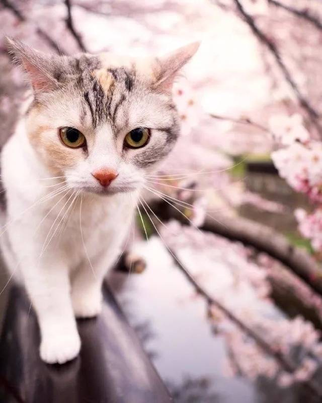 春天来了,比岛国妹纸还甜的是樱花猫猫