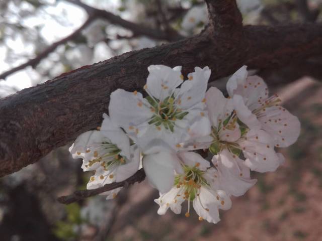 李花半落雪成堆,未后桃花录续开