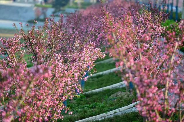 俨然一座花海新城 两河沿岸栽植了15万株成型海棠,形成了绵延11公里的