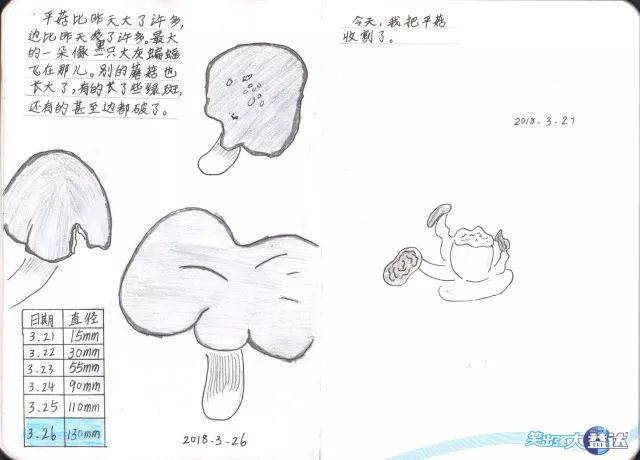 27 收割平菇 来一波原图 去年,一凡种了比脸还大的蘑