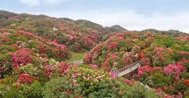 贵州毕节国际杜鹃花节又来啦~快来赏高颜值花海!