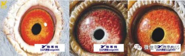 【经验】黄金配对中的超级种鸽眼以及快速鸽的鸽眼鉴赏!