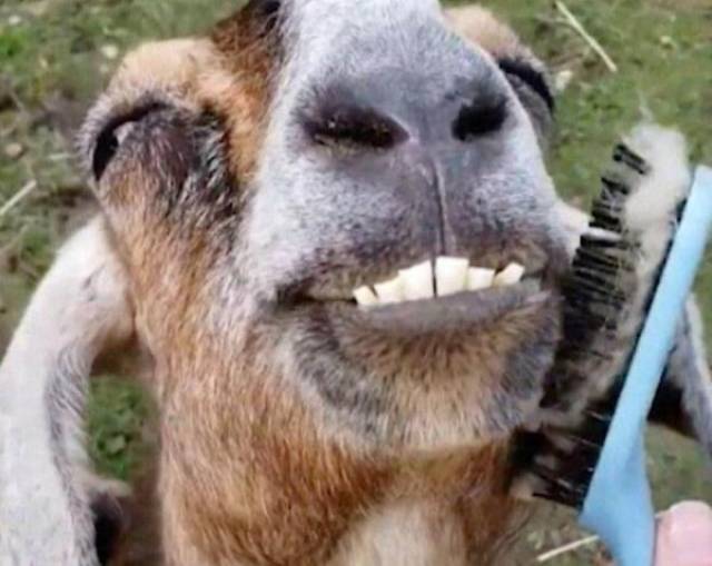 懂得感恩的山羊!拍照眦牙展现"迷之微笑"