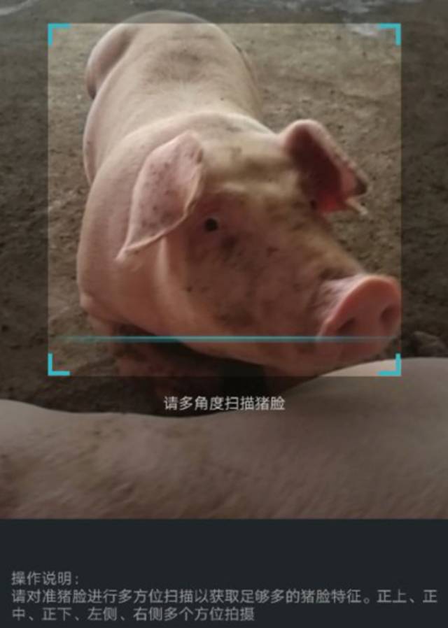 猪脸识别,猫脸识别?用ai养宠物够酷
